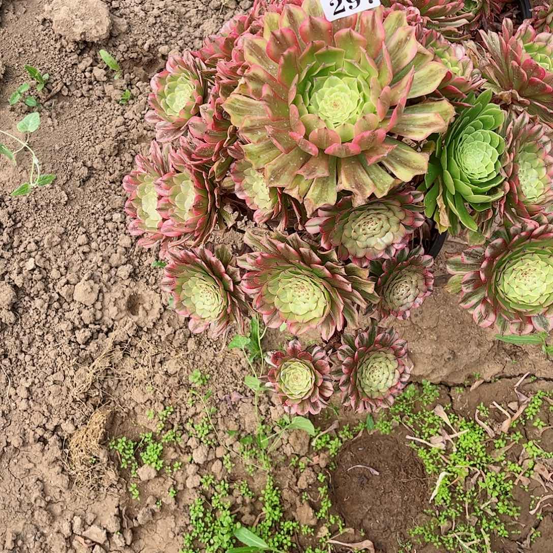 多肉植物297多肉