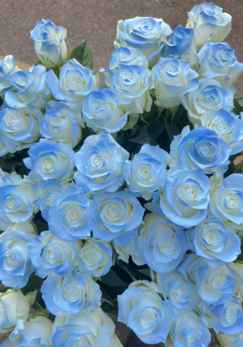 碎冰蓝玫瑰鲜切花-云南基地新鲜现采现发-收到货需要醒花6-8小时