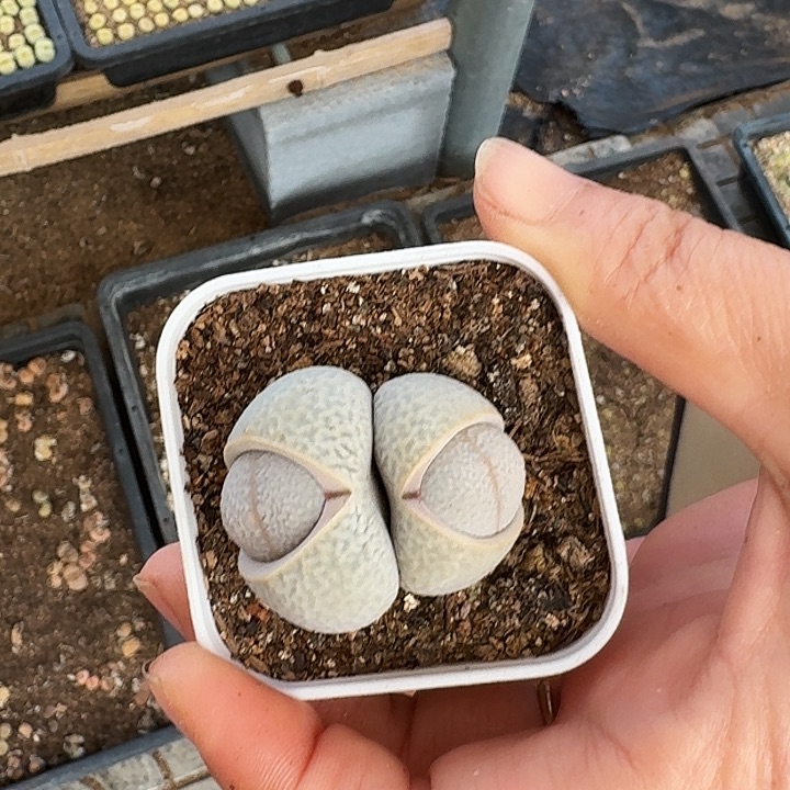 生石花111。    369