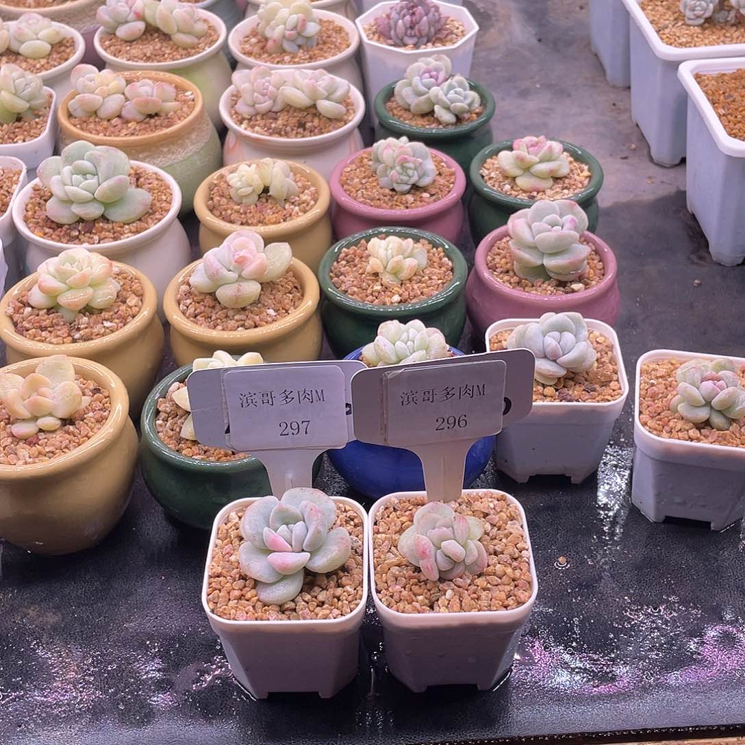 ?****?滨哥多肉M296，297冰玉石化