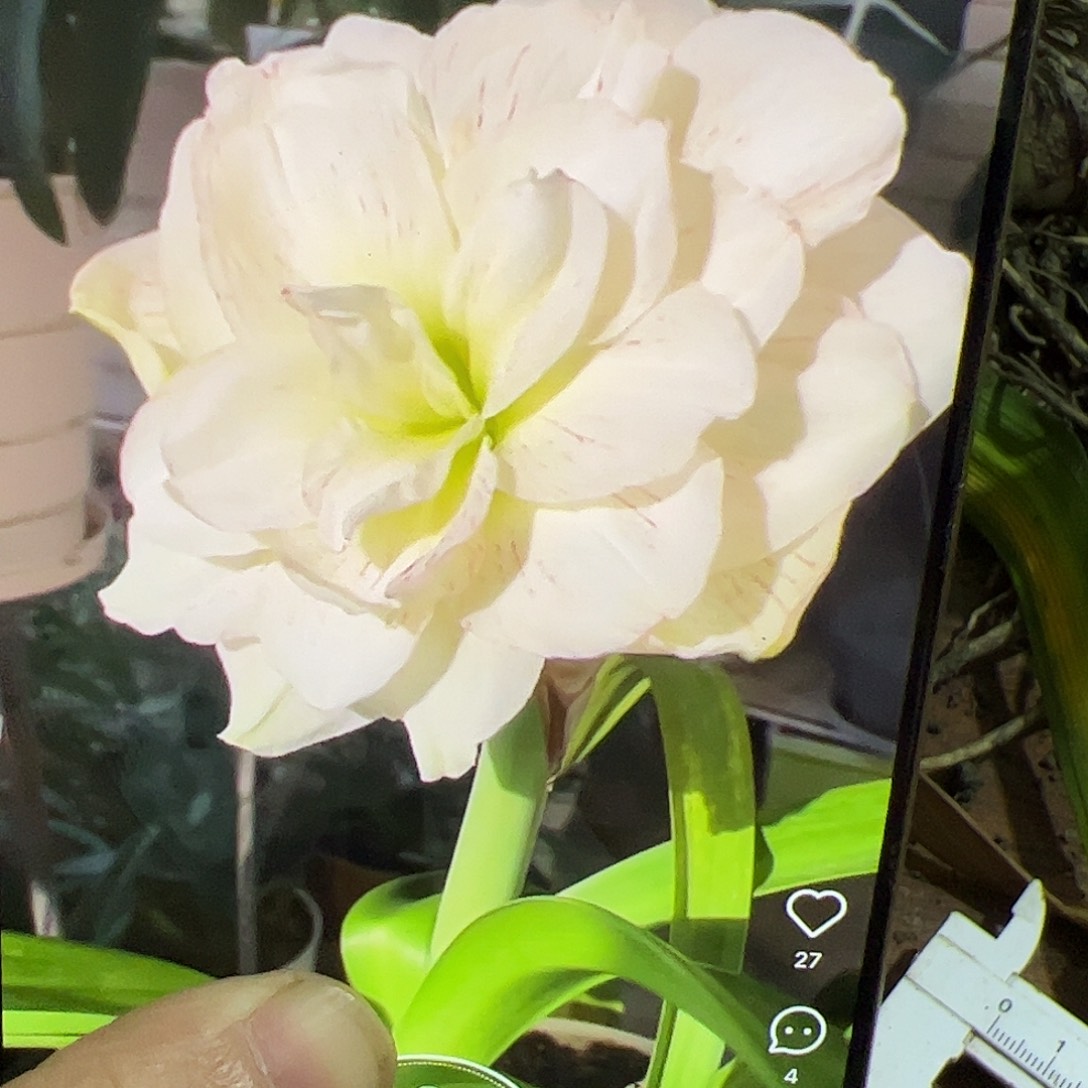 朱顶红白鲸5cm左右1号