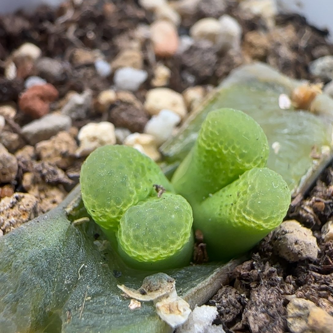 2.15.75/1453.9 骚粉/多肉植物