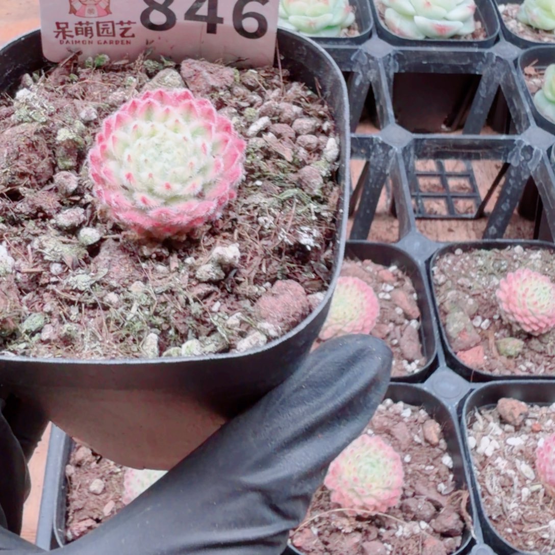 泡***x多肉植物多肉植物