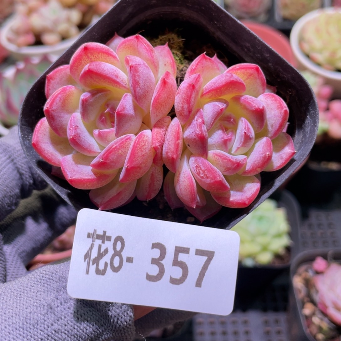 花利美8-357新品  