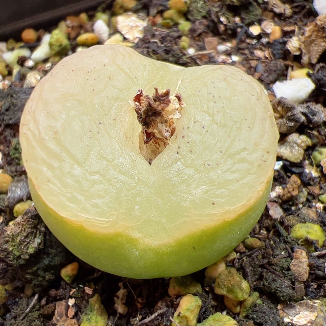 【闪购商品】338 带盆