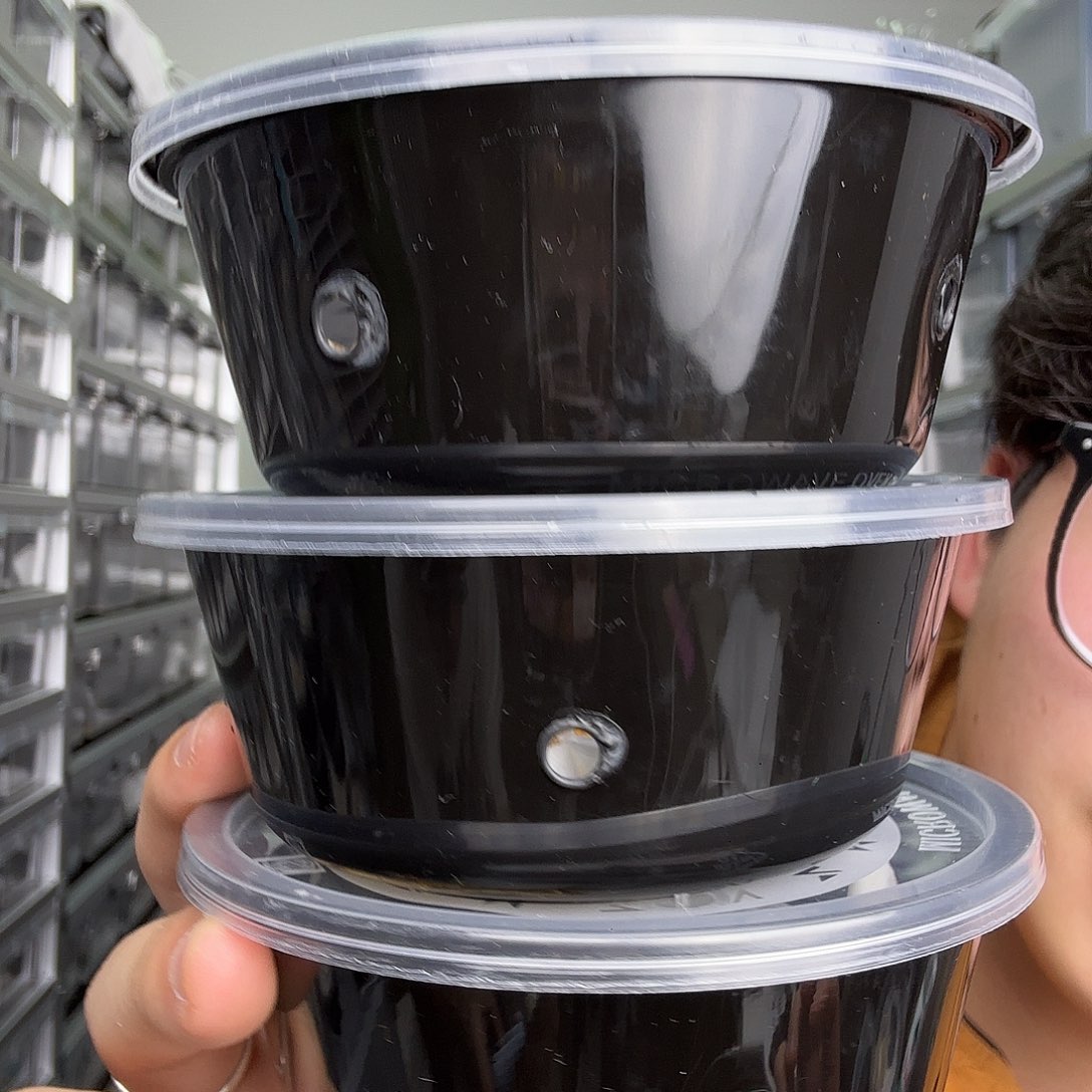 睫角守宫莉莉白弟弟三选一