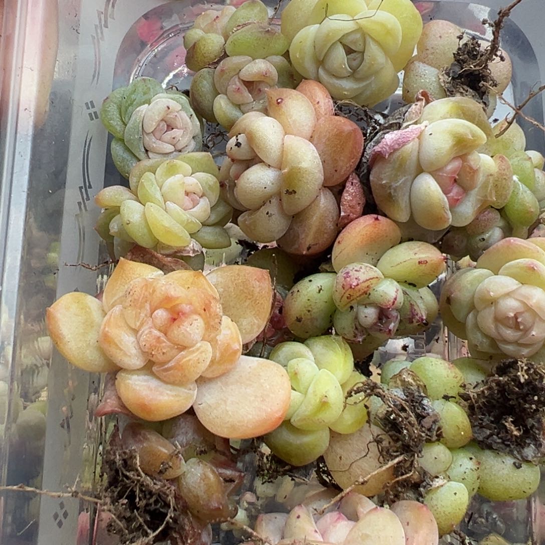 蓝***田糖心多肉一物一拍07号