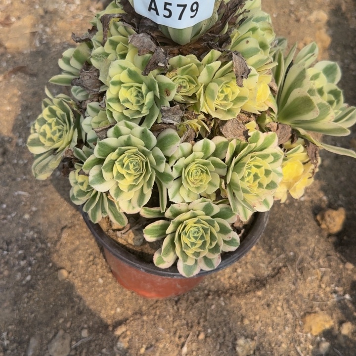 平***乐579。迈巴赫 多肉植物