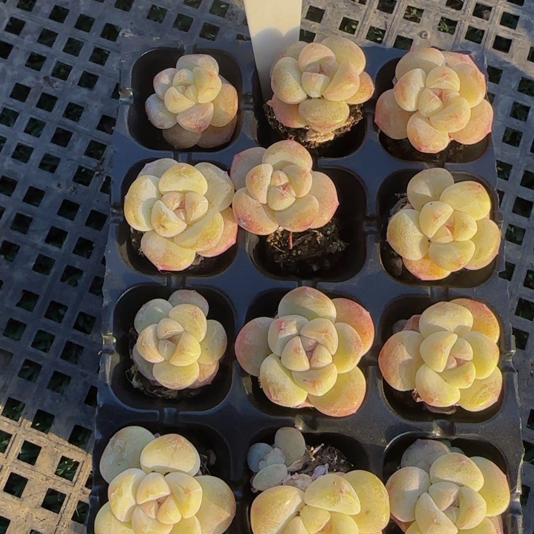 杨***丫500号一物一拍特价福利