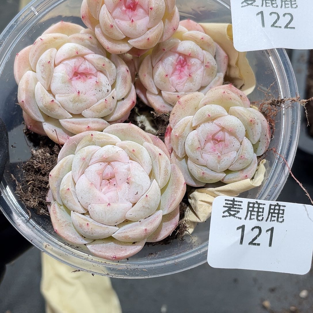 郭****122。 定。              