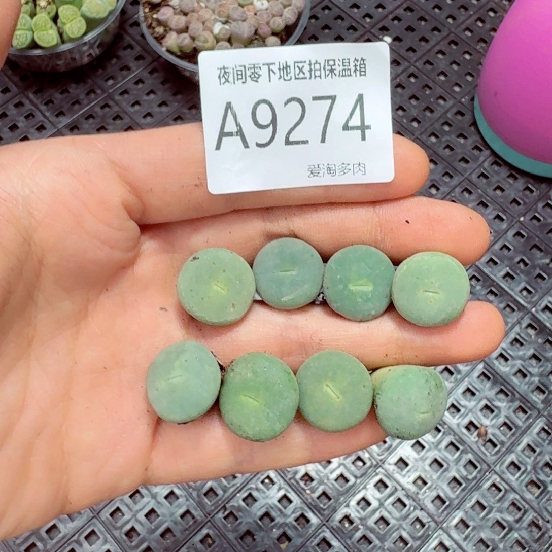 9274––零下地区需拍保温箱