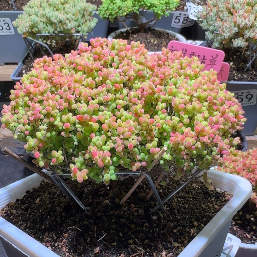 枝干番杏蜜橘糖球591