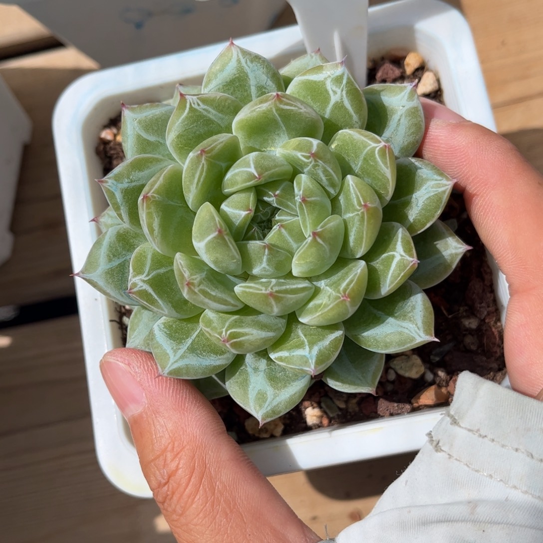 晚***禾多肉植物2983 一定要拍冷链哦！