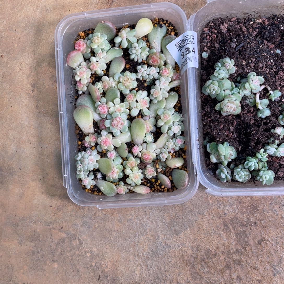 助***月灯泡甜心一物一拍834