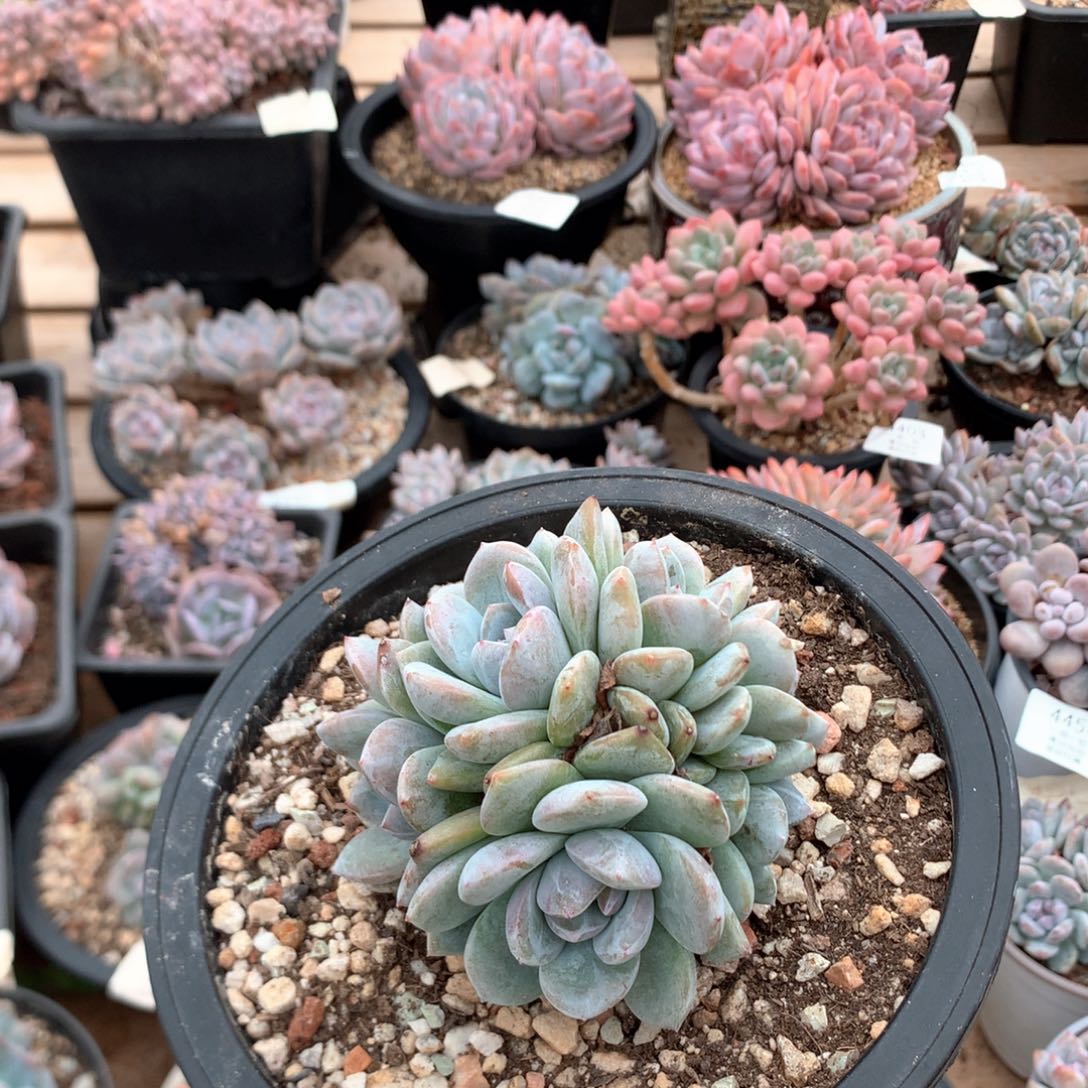 九厘米六头有砍胸花绿底石榴籽4326