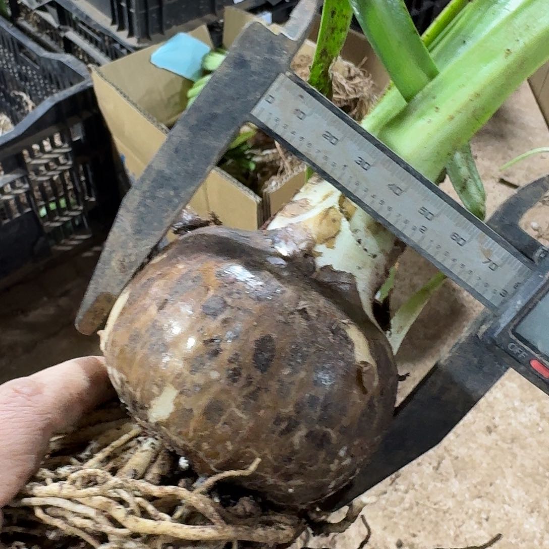 螺旋莓果双胞胎7+7开花球