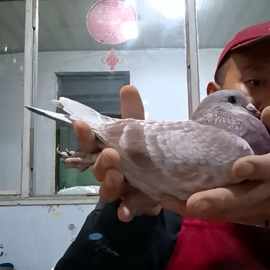 一***凡彼得曼德斯鸽子0695914