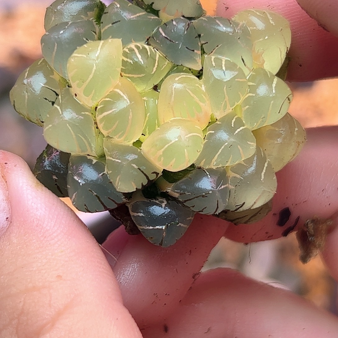 糊斑冰灯锦十二卷多肉植物