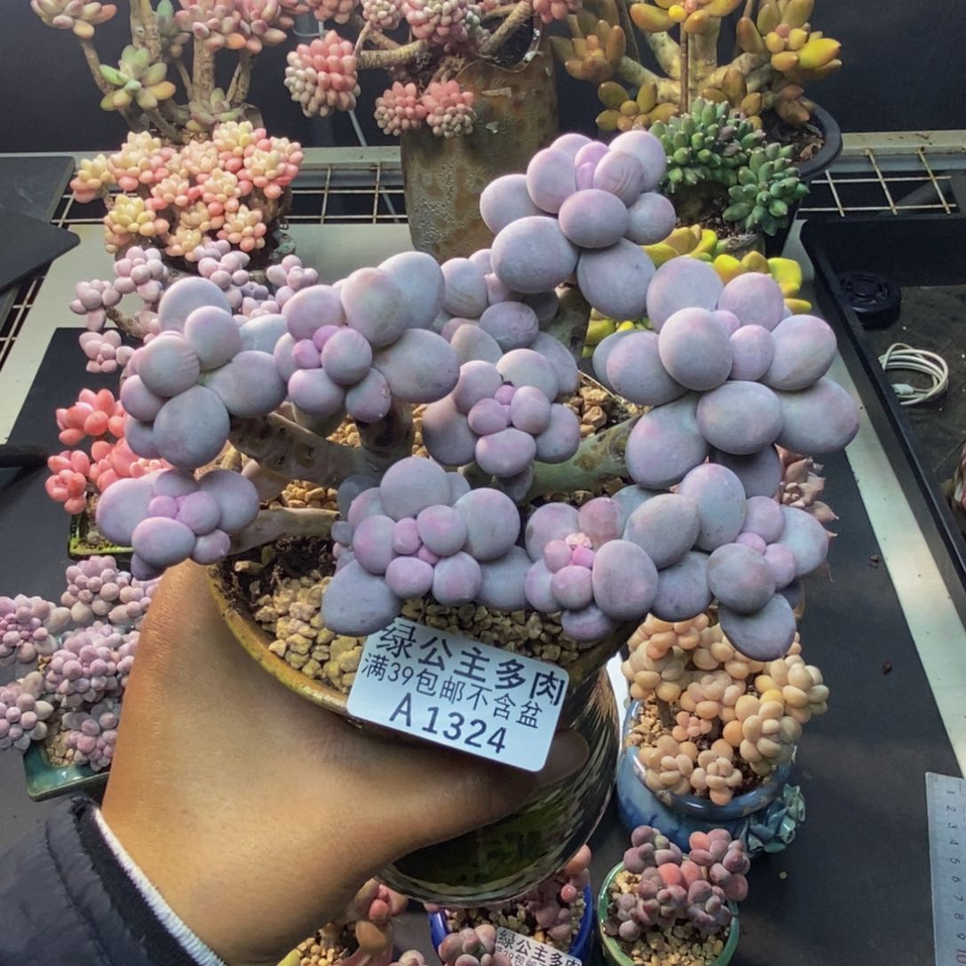 324香水手指奶多肉10c m