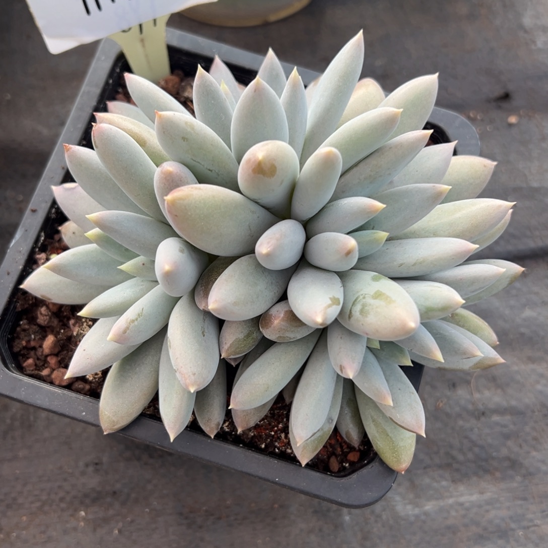 1119971 焦糖体哥特朵朵4头无砍