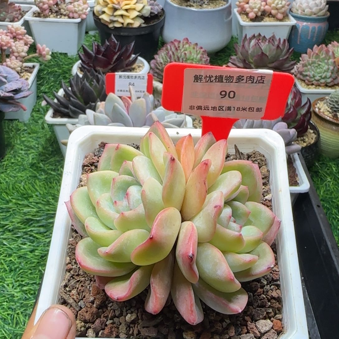 解忧植物多肉编号90