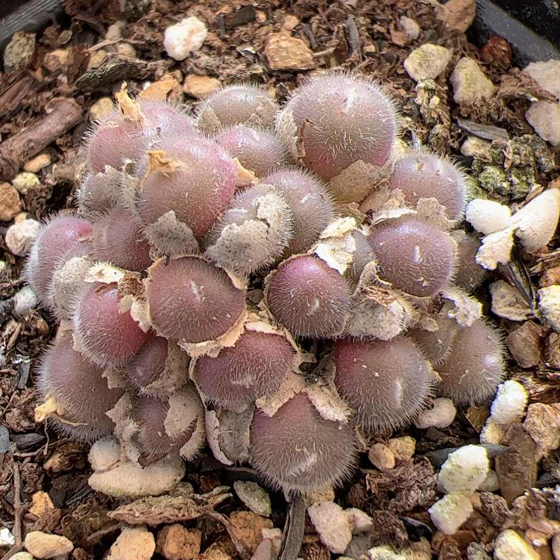 【闪购商品】125 毛球