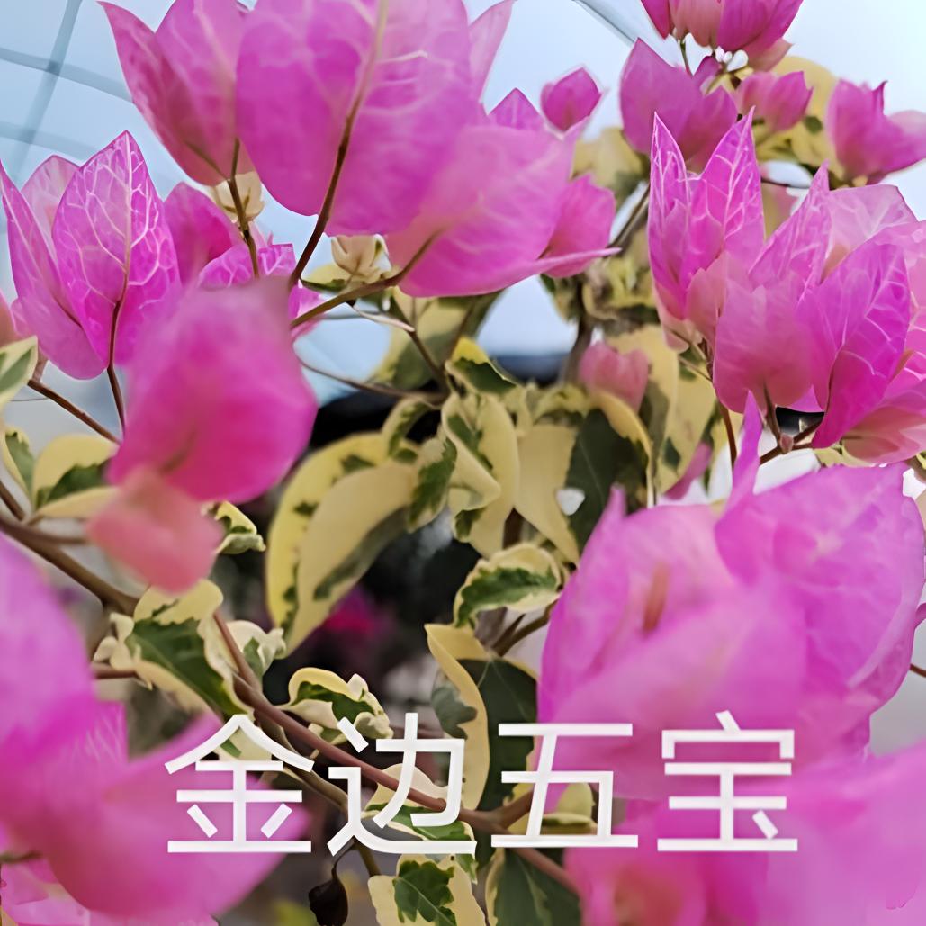 三角梅庭院绿植四季开花勤花好养室外阳台盆栽植物