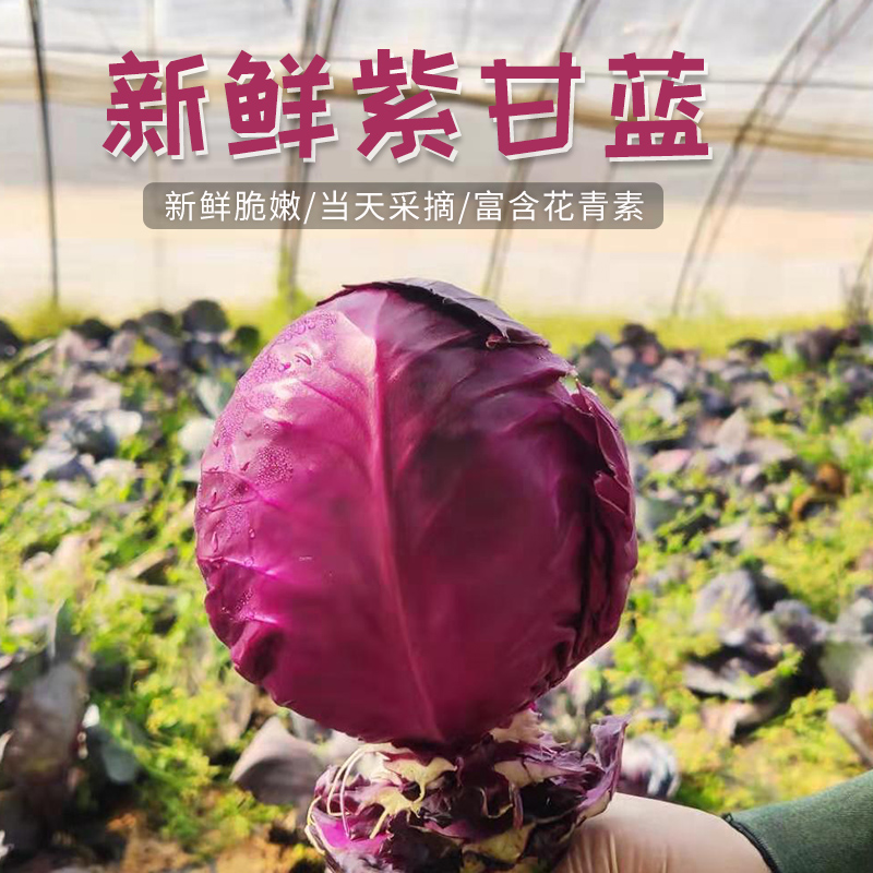 密云 农家种植 现摘紫甘蓝 新鲜蔬菜 沙拉凉拌500g