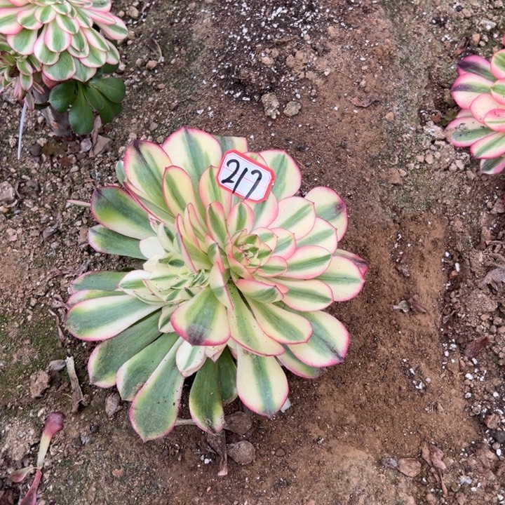 开***兔多肉植物217不售后