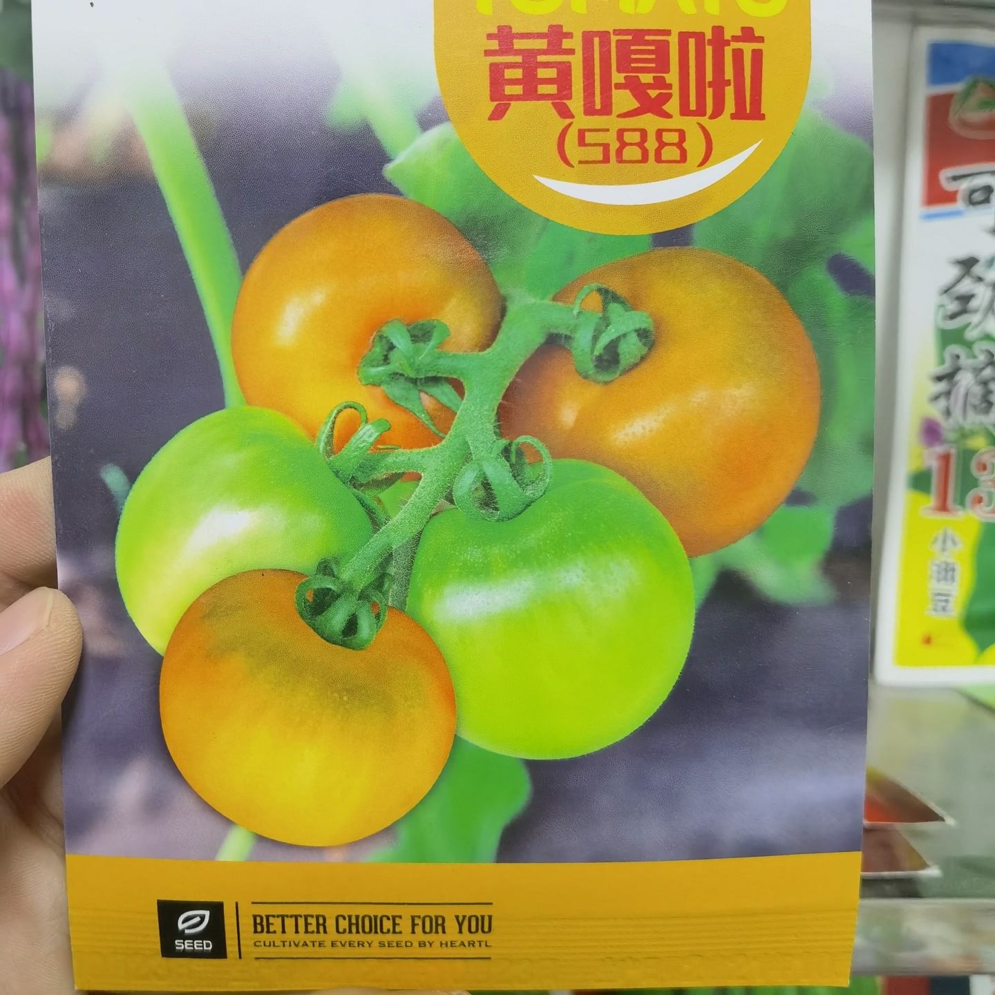 龙丰秋玉精品黄嘎啦果柿子