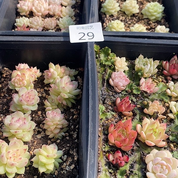 29 多肉植物盆栽花卉