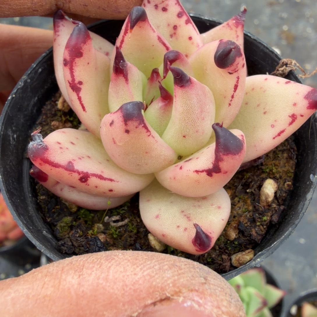 多肉杂交东云一颗一物一拍23-20