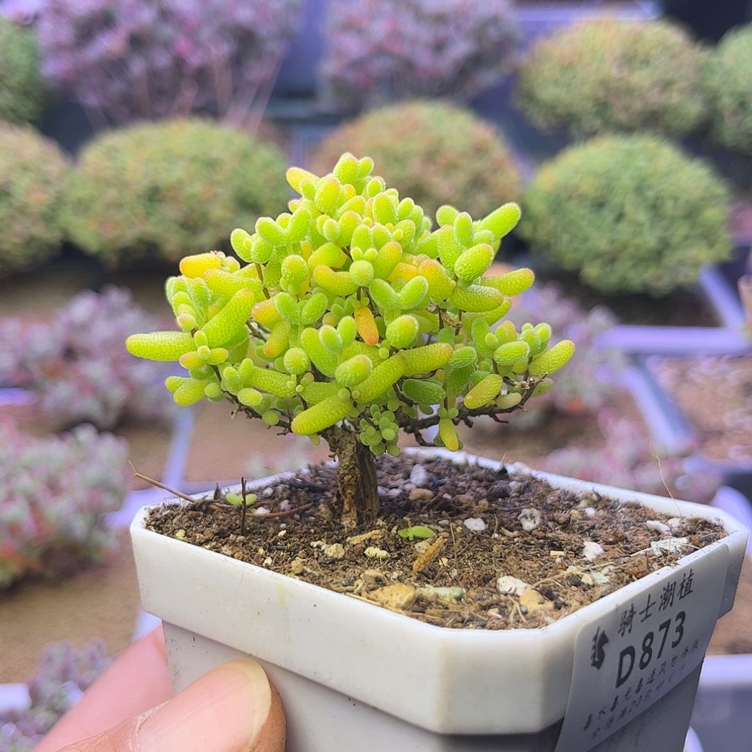 873蜜橘糖球枝干番杏