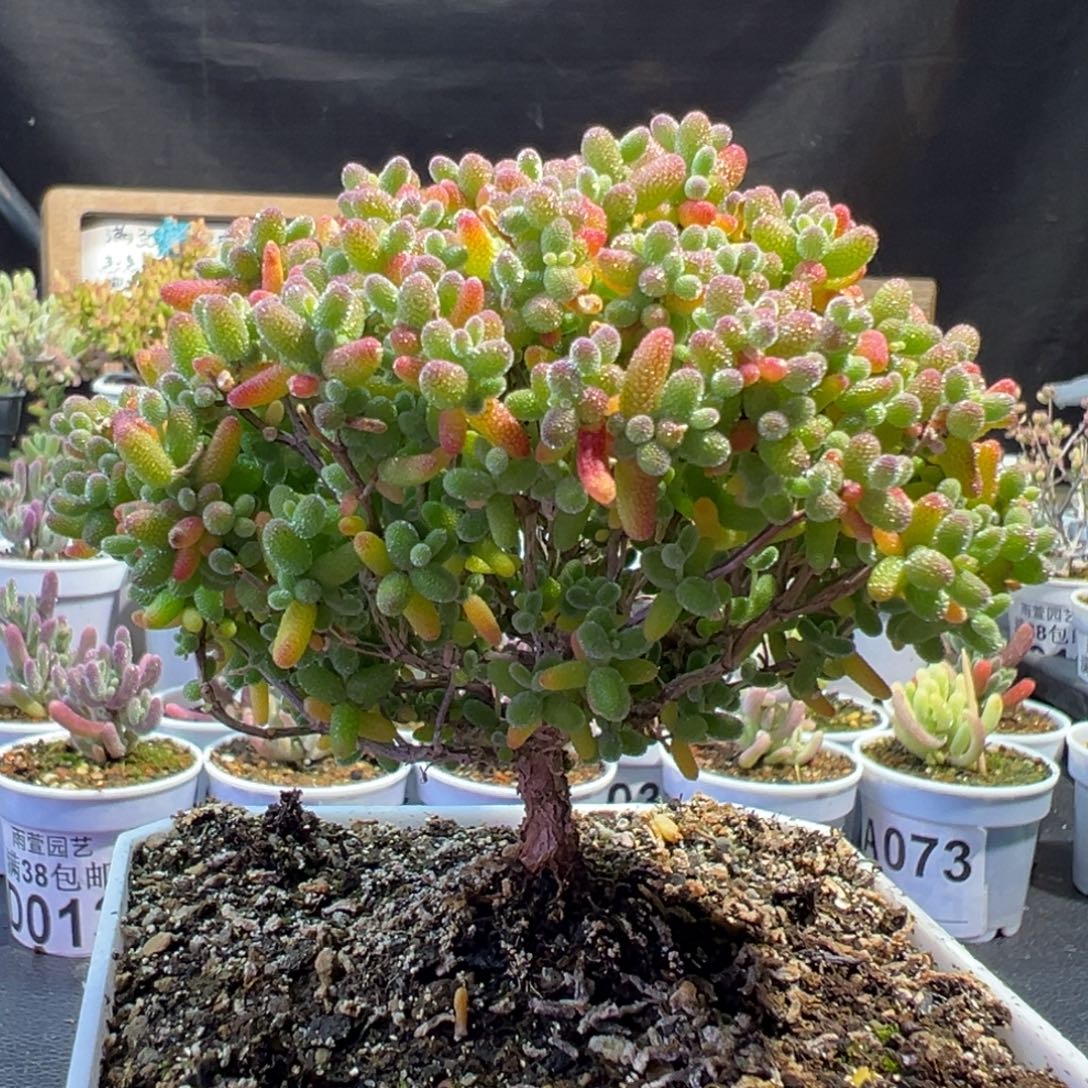 23-105蜜橘老桩2年冠幅10+厘米