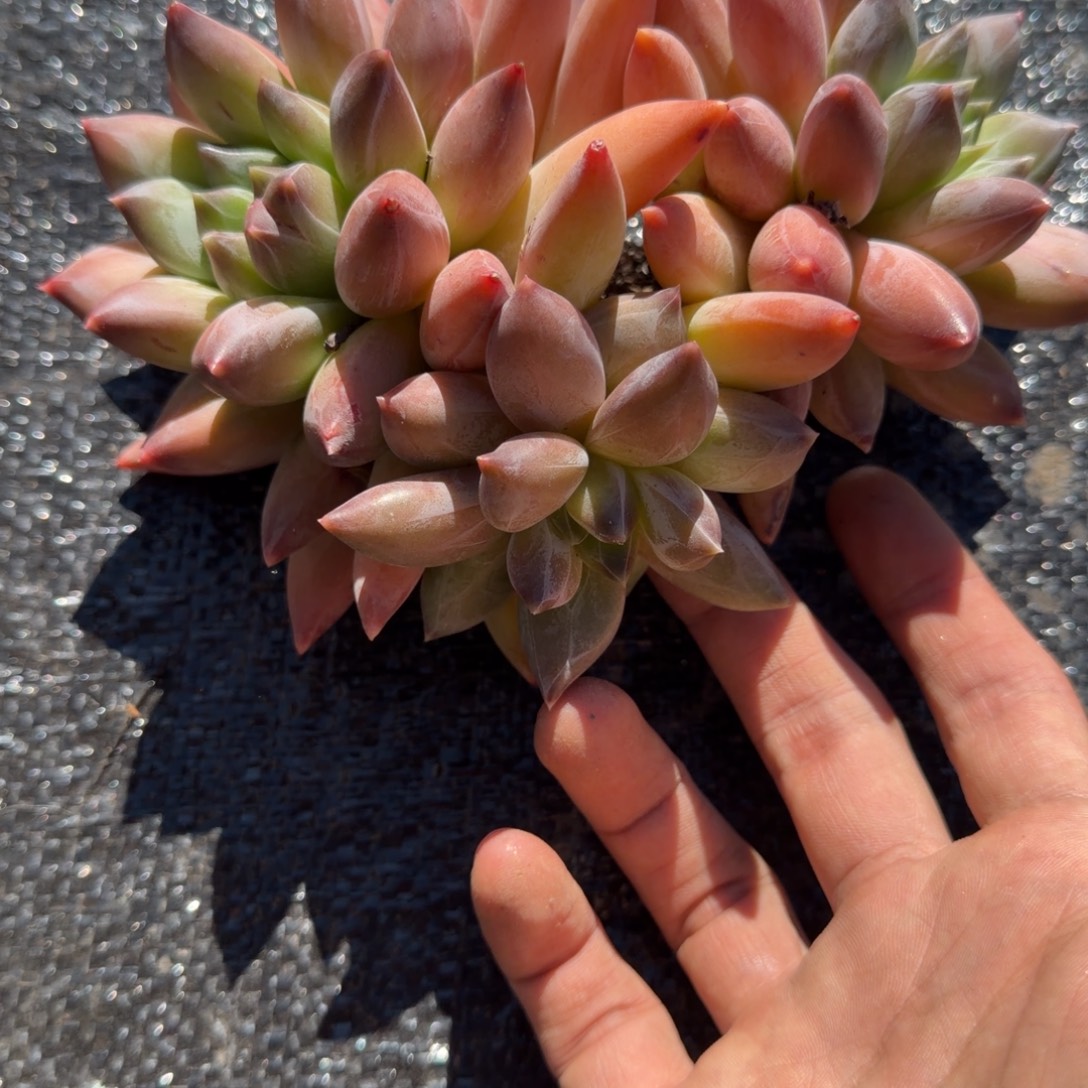 一物一拍天花板重楼49