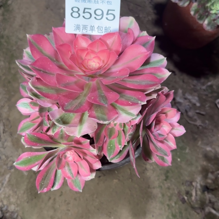 8595女巫多肉植物
