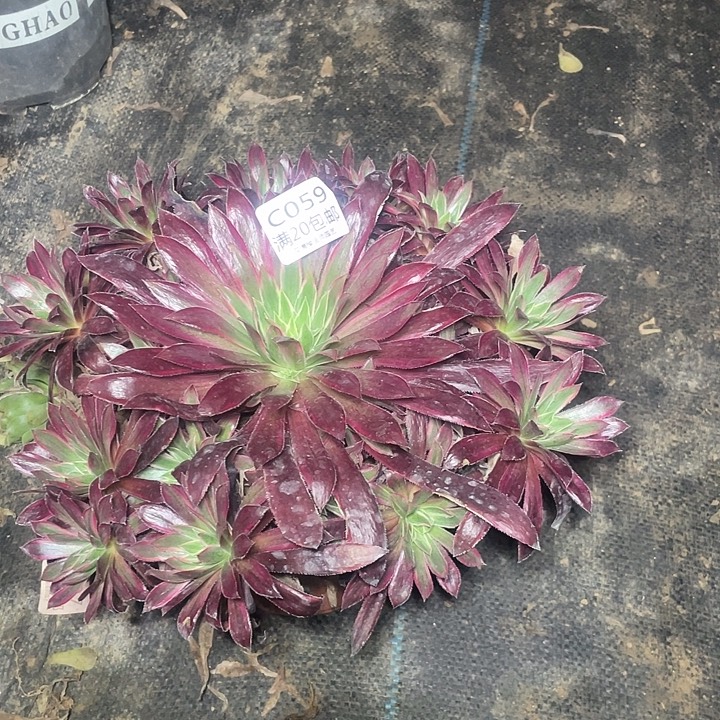 妮***贝059惊鸿仙子有伤多肉法师