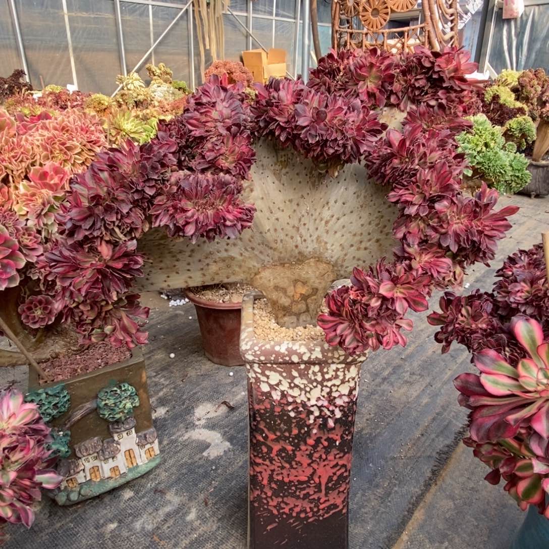 旻***子香奈儿老庄缀化缀化