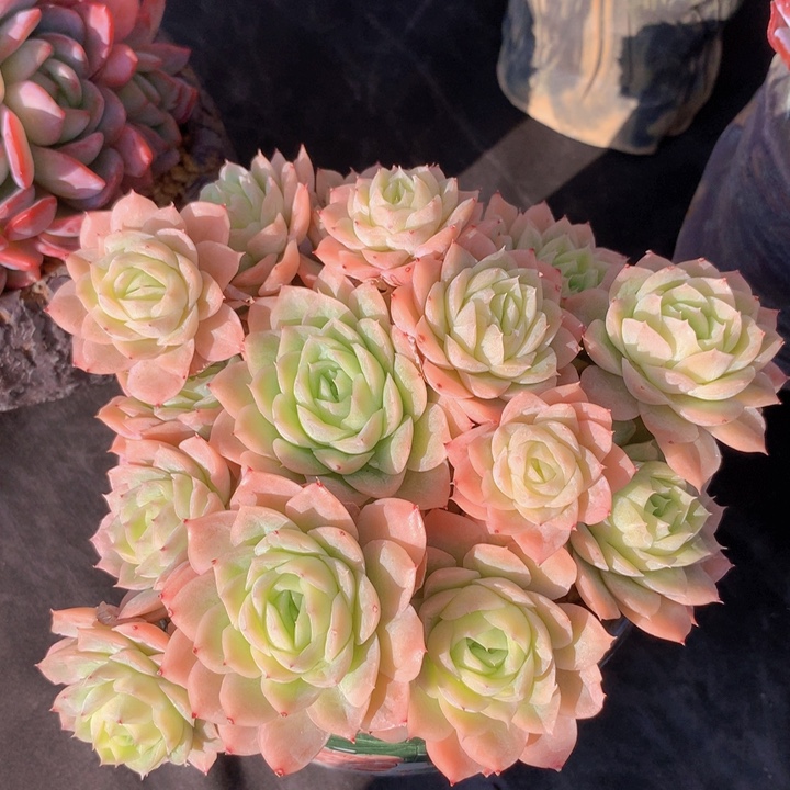 女王系列杂交自然群