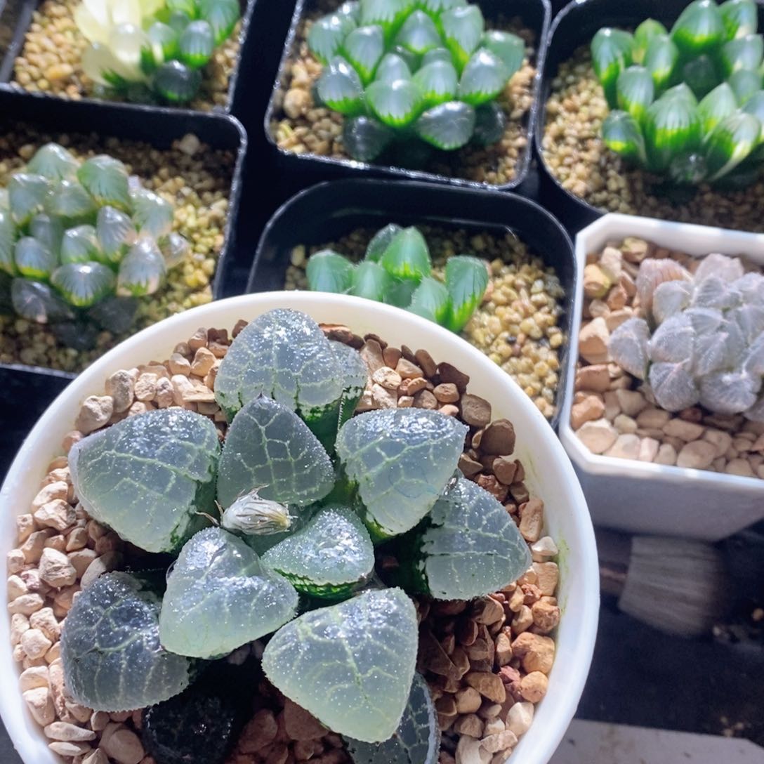 丸叶实生寿玉露多肉