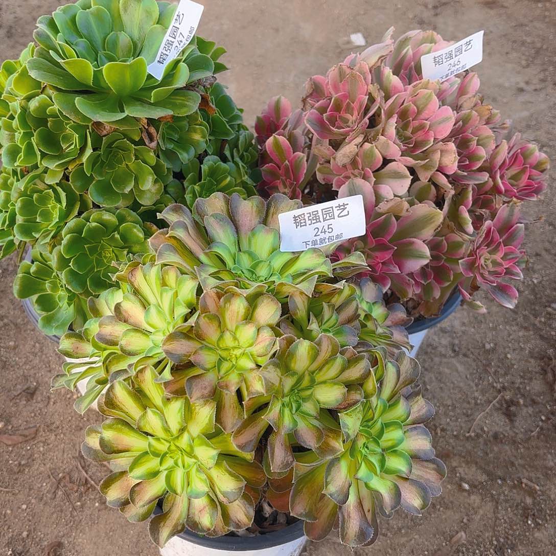 翡翠琉璃女巫韶华多肉植物245-46-47