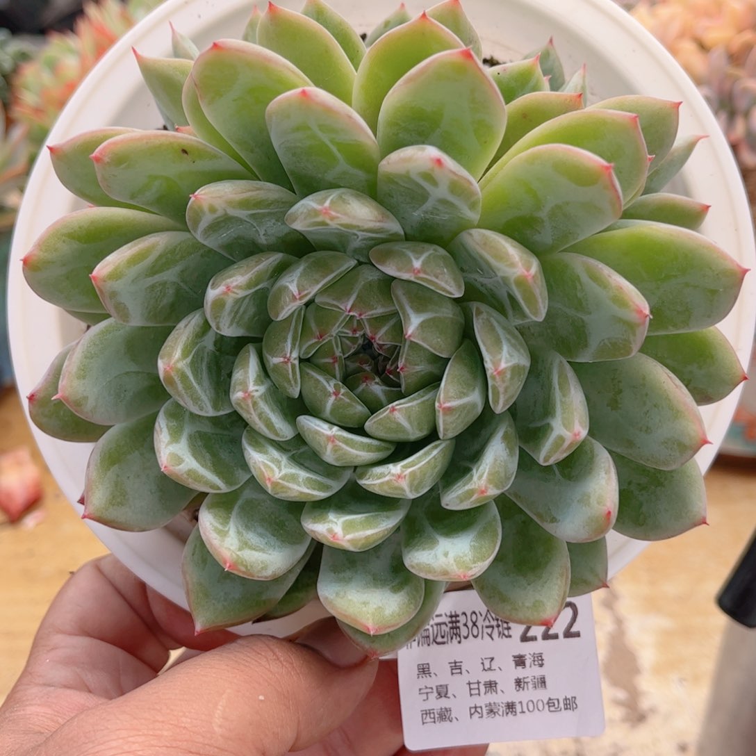 222雪花珍妮双头德华多肉