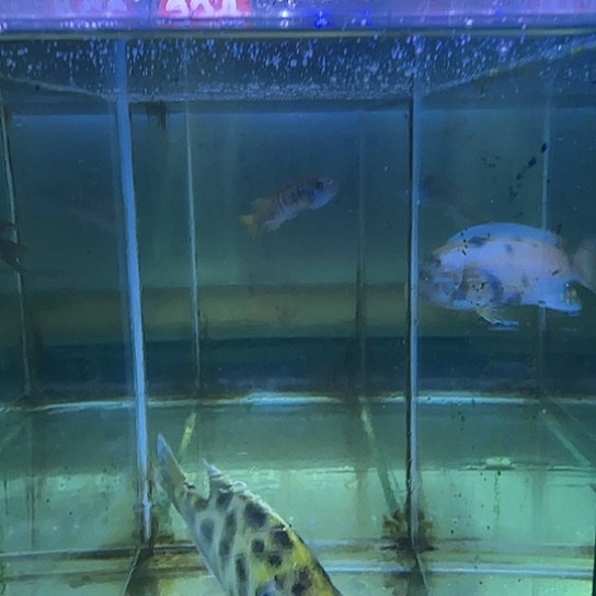 大***斌海水鱼223号1111111新鱼