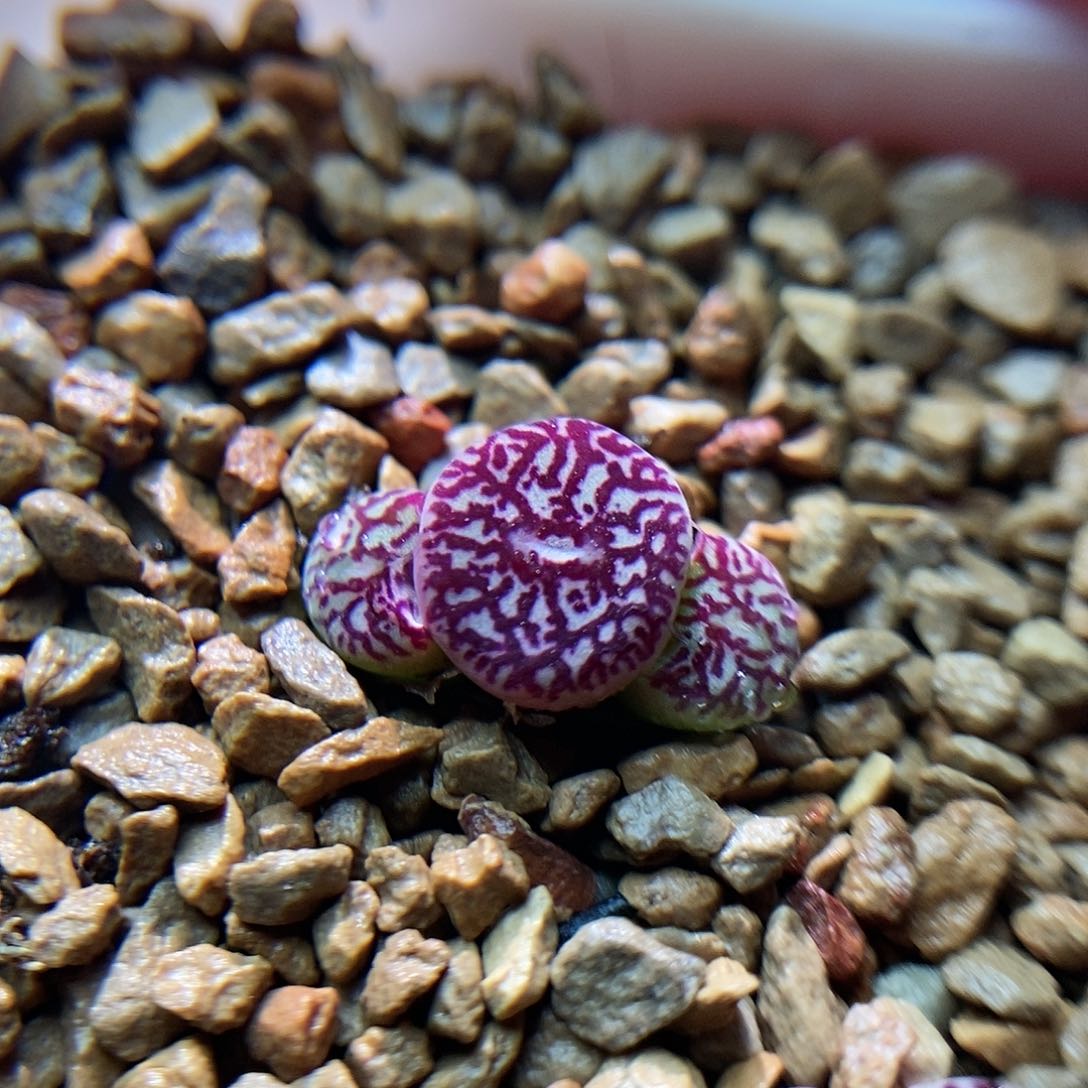 714墨一颗三头包邮