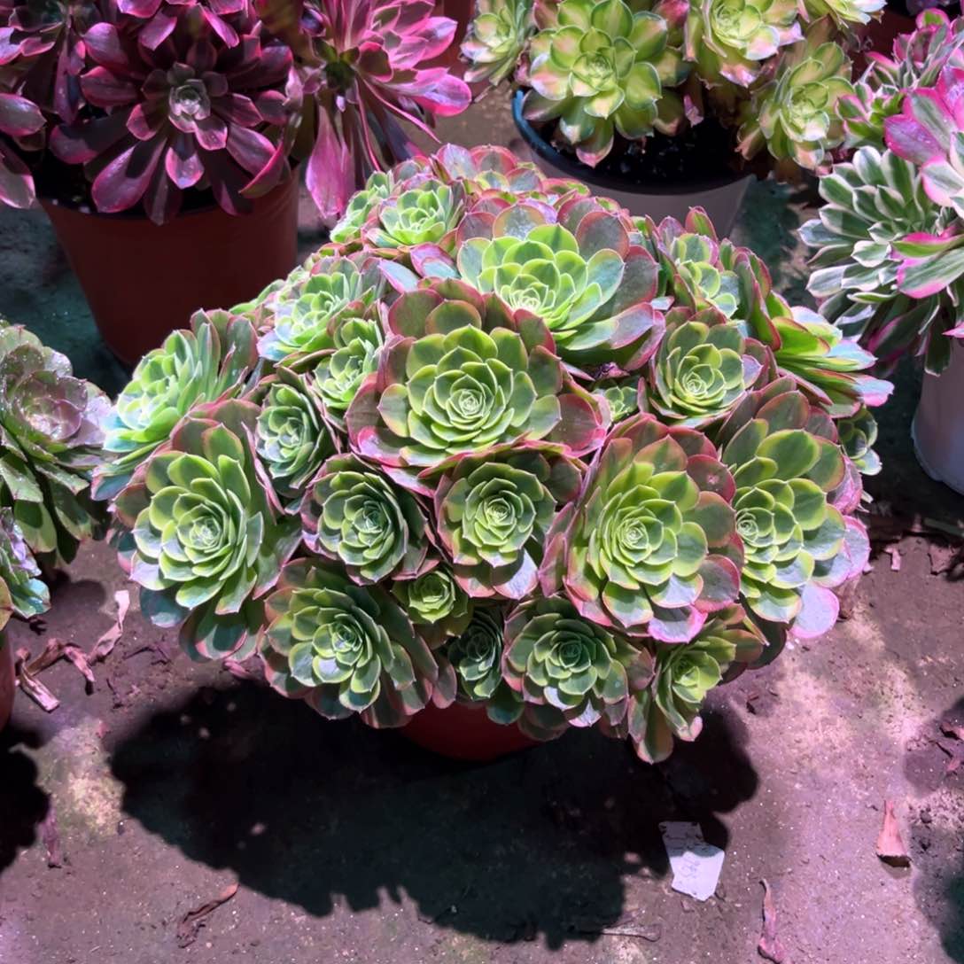 多肉植物奶白1053