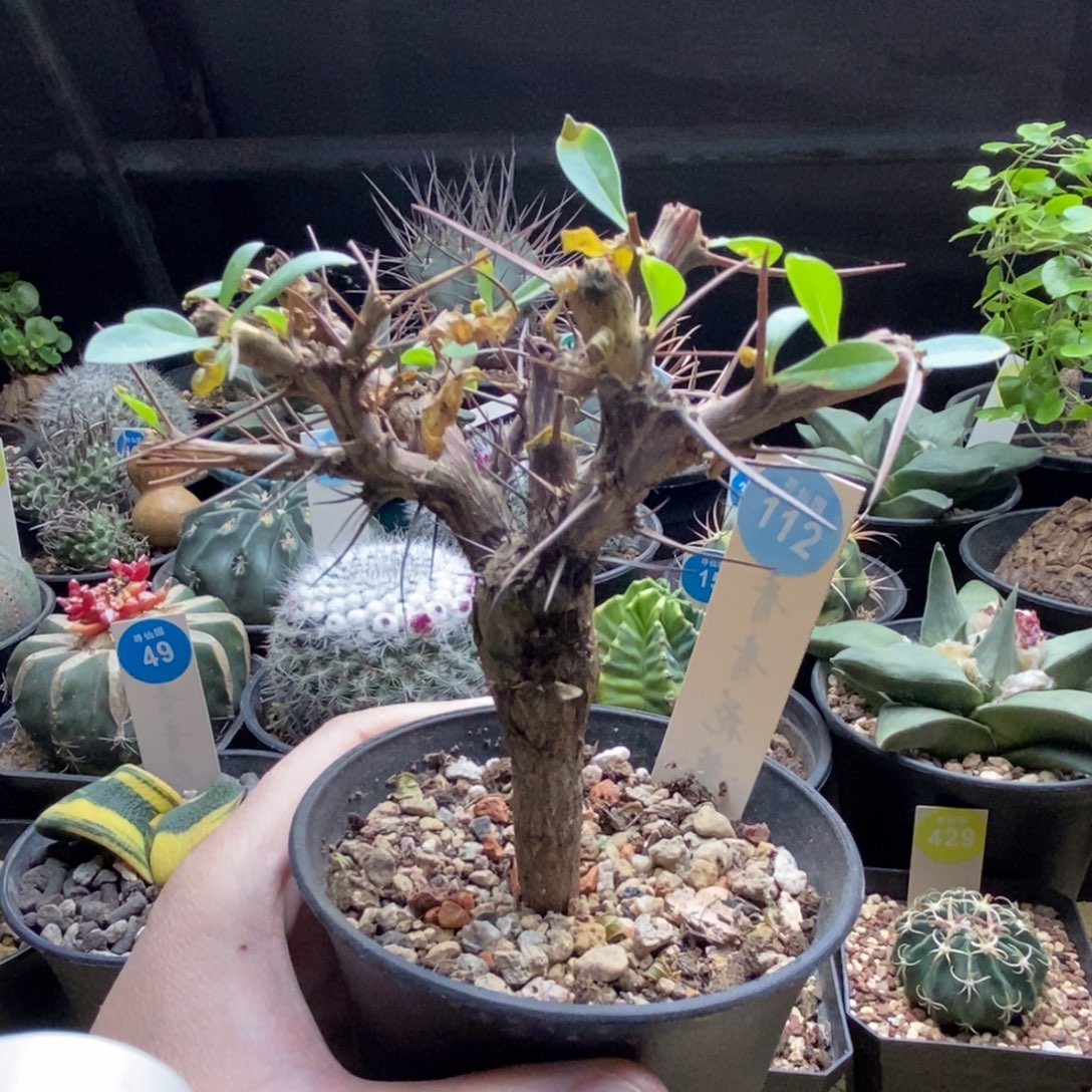 短颈福桂花一棵仙人球