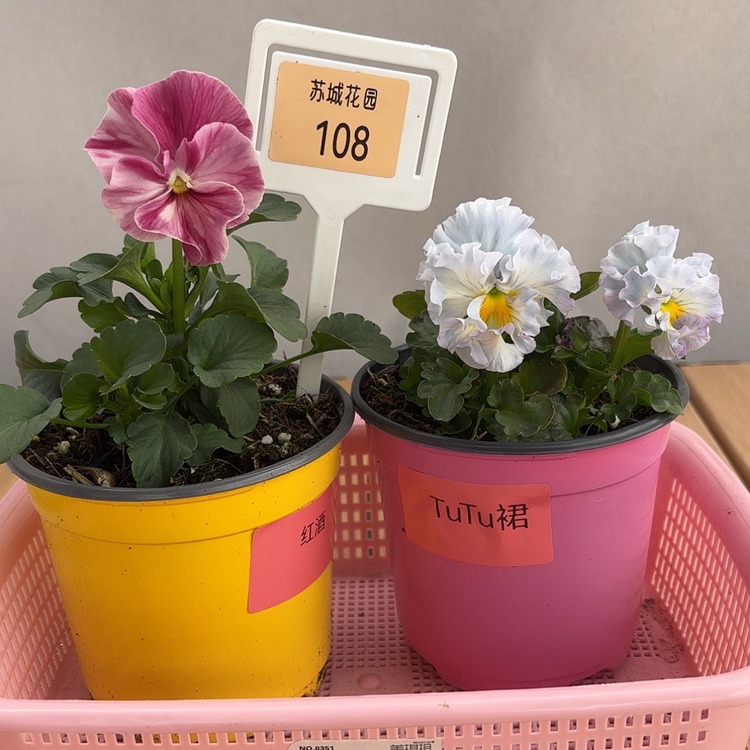 大部分开放少量花苞108