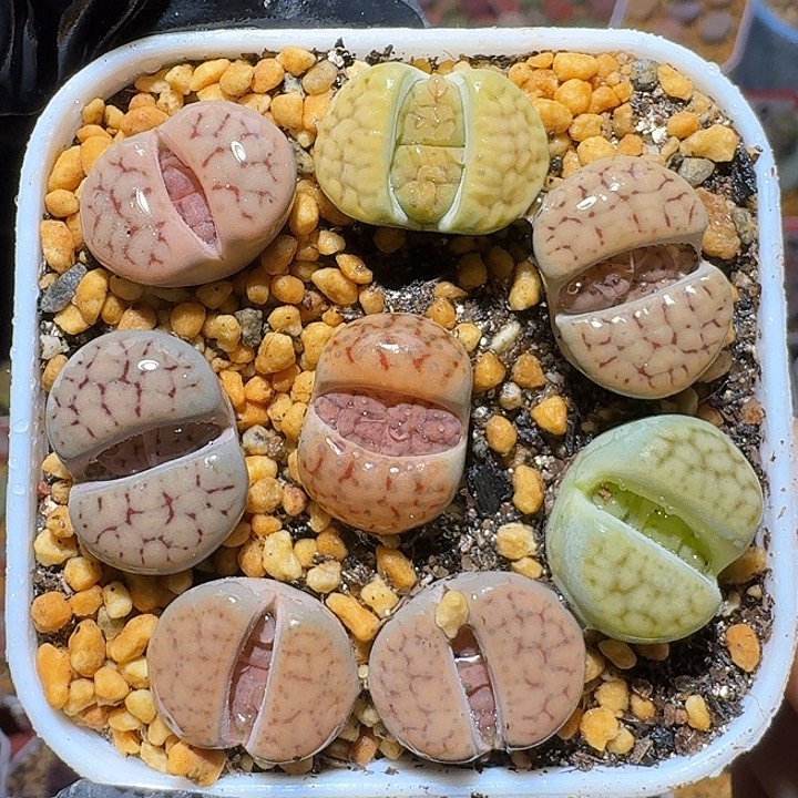 生石花121122。    87