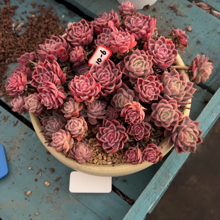 陌***绵精品多肉植物老桩杂交