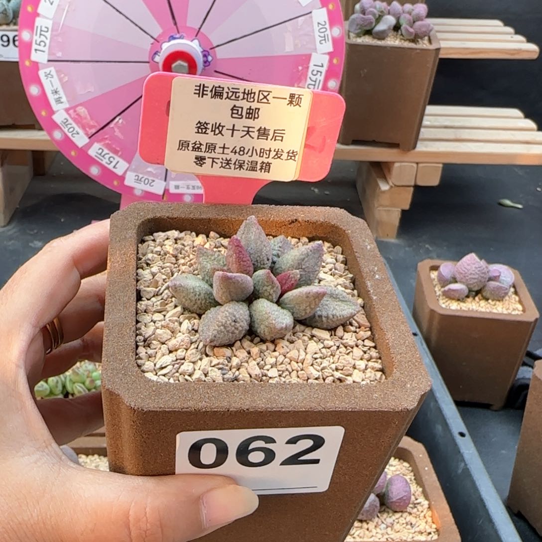 一**心062释迦多肉植物